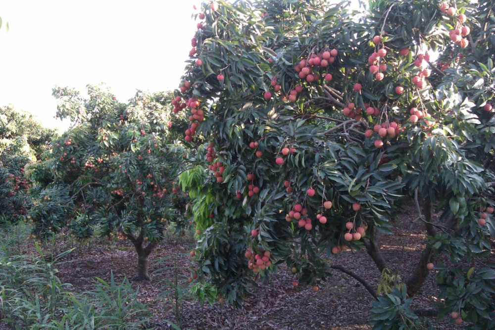 fresh lychee 18.jpg