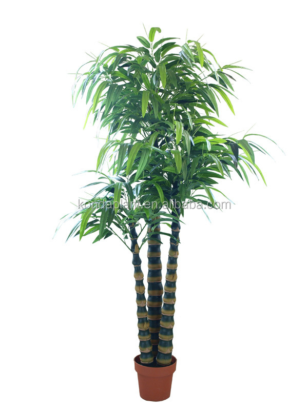 Top Selling Chinese Bamboo Plant For Decoration Buy Chinese Bamboo