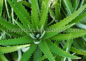New Product Aloin Extract With Competitive Edge, Aloe Vera Powder
