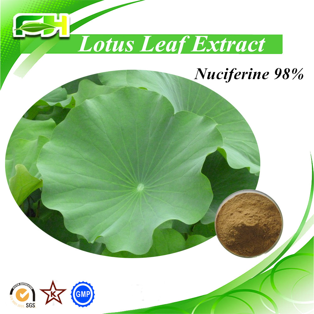 100% natural lotus leaves extract with nuciferine