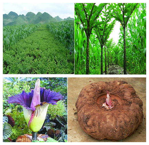 Wholesale Instant Dried Konjac Noodles