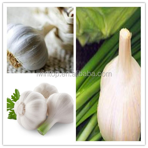 new crop nature garlic price