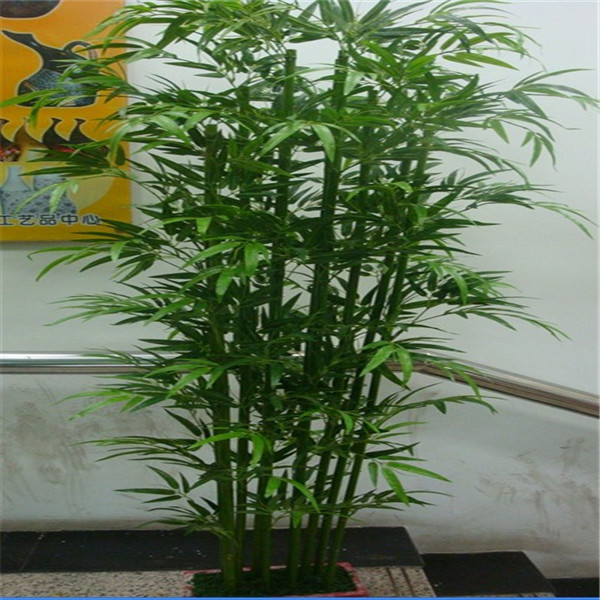 Bambú bonsai evergreen casa/jardÃn/construccion centro/juegos/sala ... Juegos de sala verde