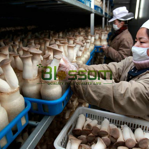 2014 Bulk IQF king oyster frozen pleurotus eryngii cubes sliced mushroom