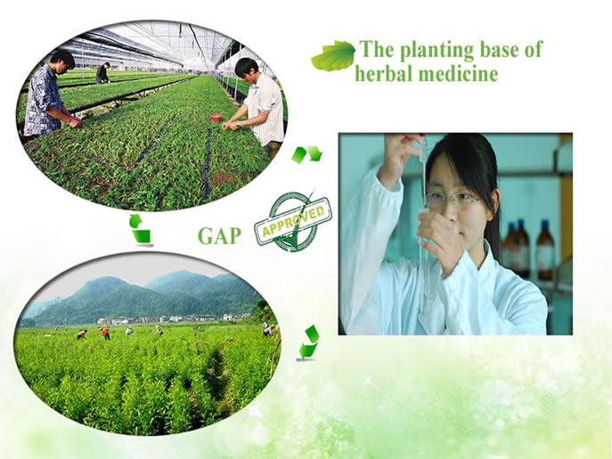 High quality natural ginseng extract powder