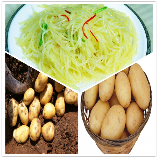 Potatoes from productive quality in northwest China