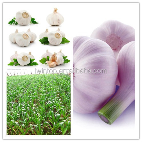 crop 2014 market prices fresh natural garlic price