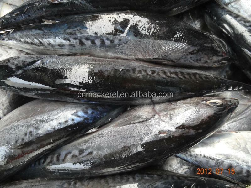 Hot Sale Fresh Whole Round Bonito /Frozen Bonito Fish