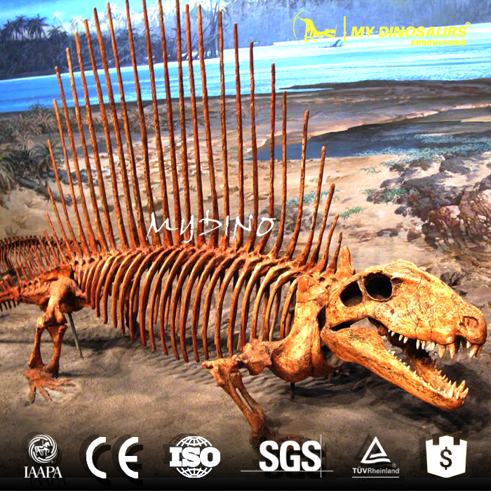 Dimetrodon skeleton1.jpg