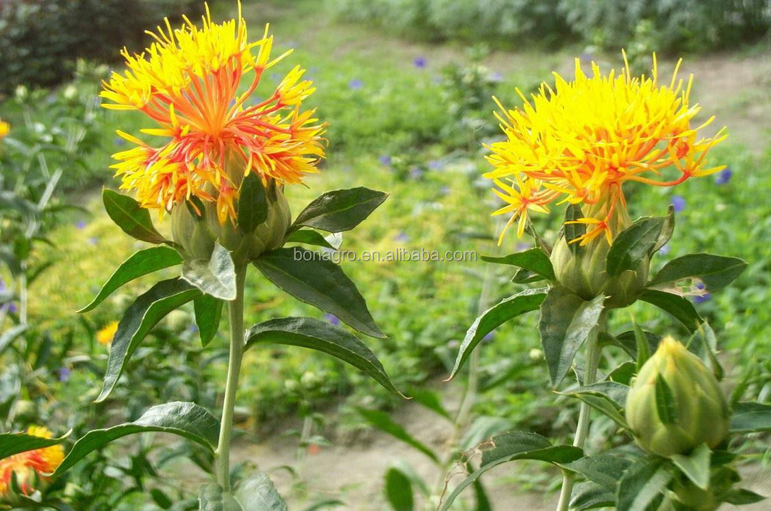Tibet Safflower new crop /Saffron