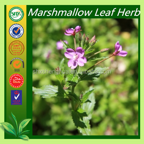 GMP manafacturer Marshmallow organic moringa leaf powder