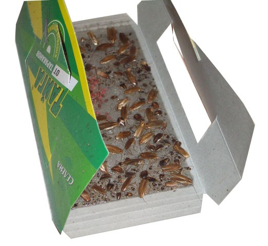 1270-0142 Efficiency of Cockroach