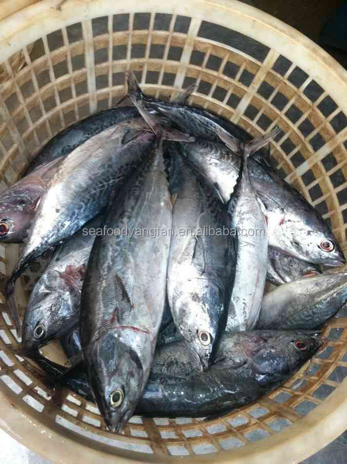 small size whole round sea frozen bonito and Auxis thazard