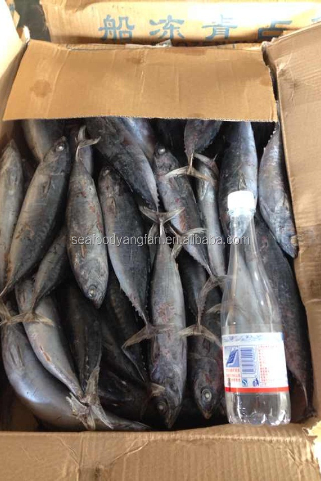 small size whole round sea frozen bonito and Auxis thazard