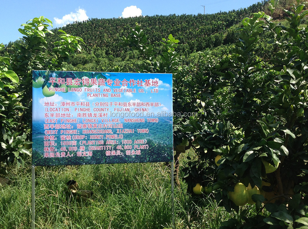 Chinese fresh shaddock/pomelo from direct factory sales