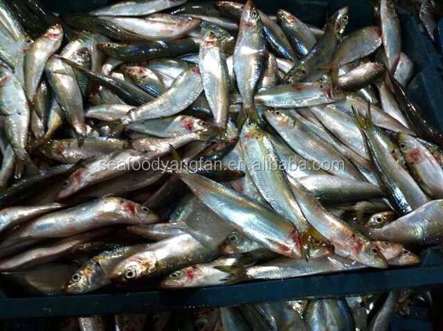 Frozen sardine whole round China supplier