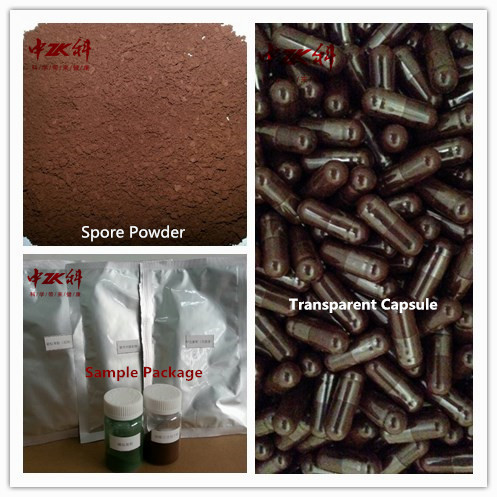 Ganoderma Lucidum Shell-broken Spore Powder Capsule
