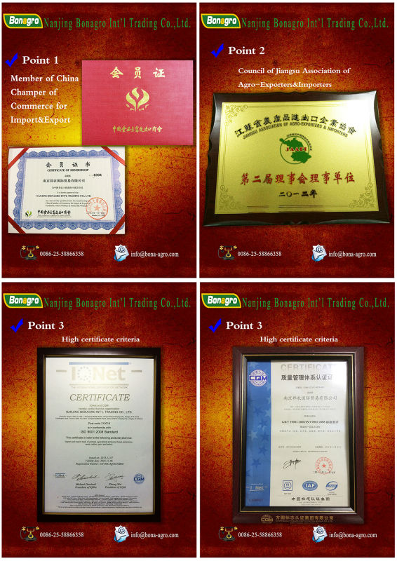 Chinese new crop fresh Holland Potato