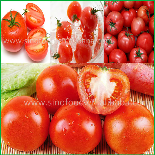 Bulk Buy Chinese canned tomato paste in sauce