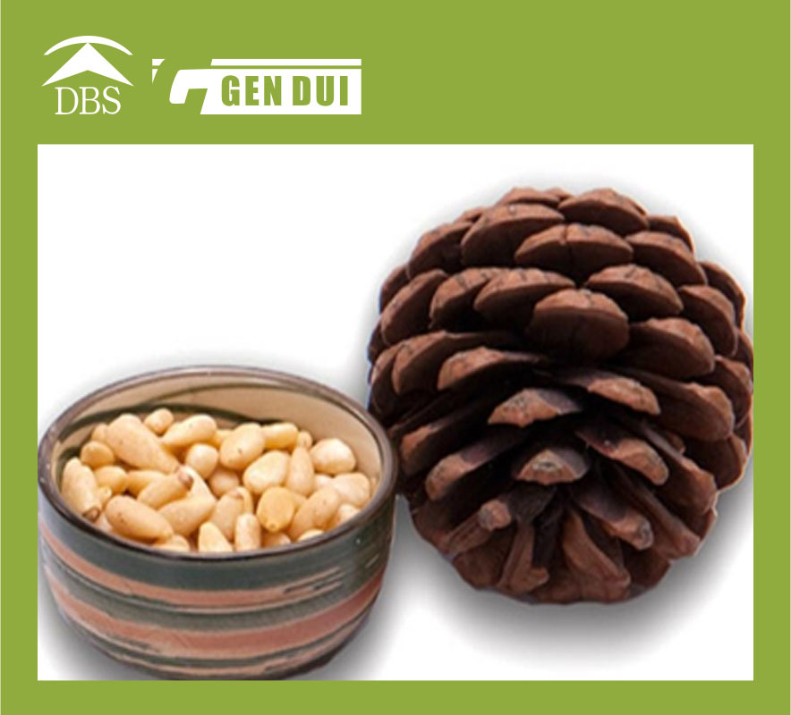 cheap pine nuts prices/chinese pinenut kernels