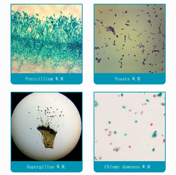 2 basic science slides set