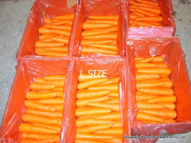fresh carrot