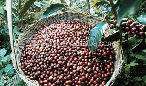 Enhance the value of high quality green coffee beans