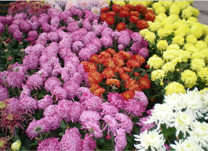 Chrysanthemum Seeds For Gardening Flower Pot Flower Seeds Chrysanthemum Seeds For Gardening Flower Pot Flower Seeds
