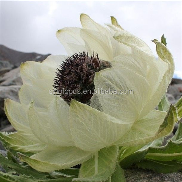 xu lian hua saussurea involucrata dry flowers dry