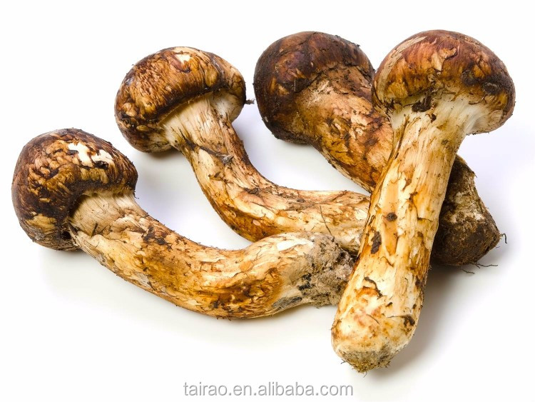 Best Quality Tricholoma Matsutake Export Japanese Matsutake Mushroom