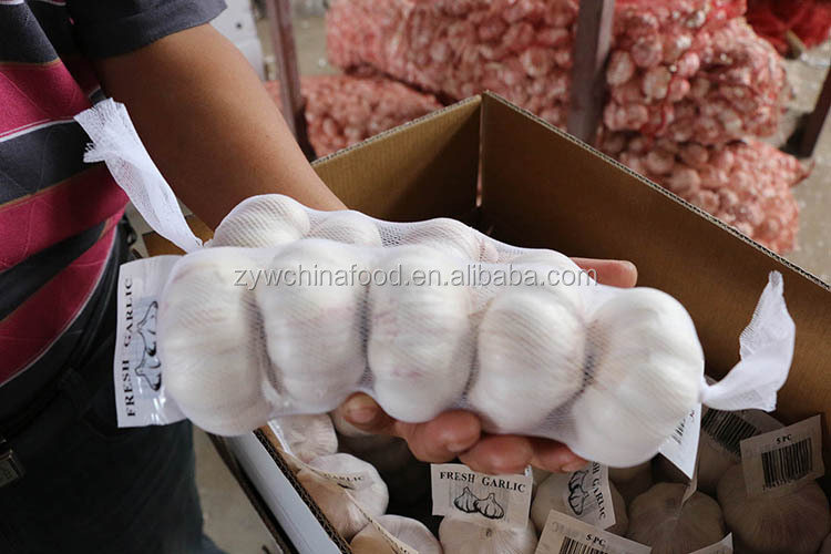 Wholesale Garlic / Fresh Garlic / White Garlic