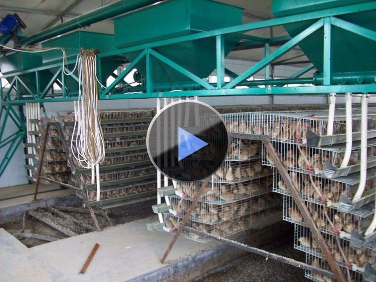 Stacking Quail Laying Cages - Buy Commercial Quail Layer Cage,Cage