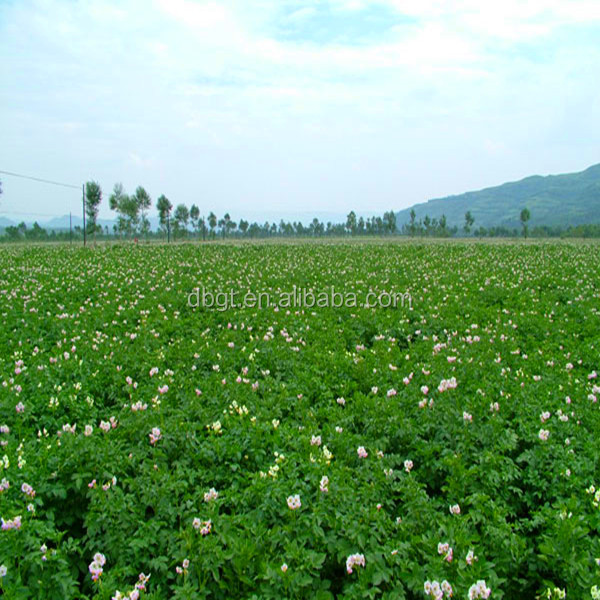 A nutritious fresh potato in China