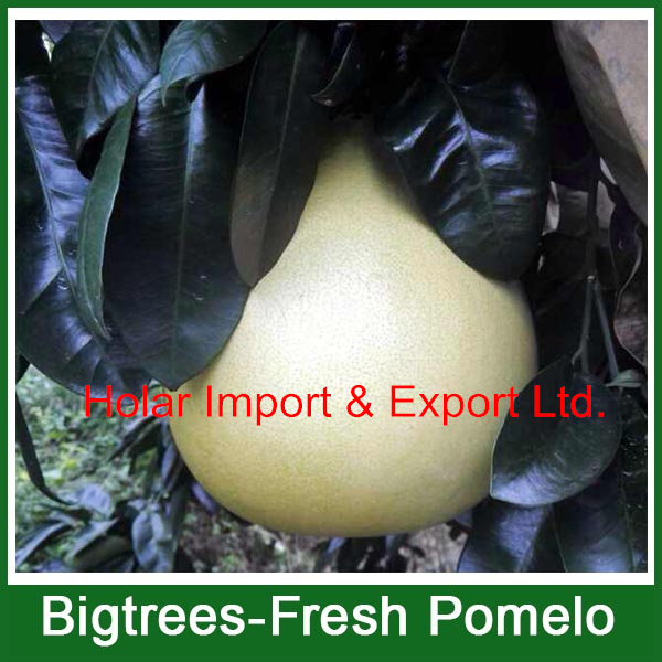 2014 fresh fruit, fresh honey pomelo for sale