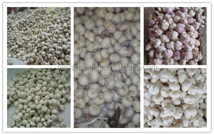 garlic price for Bangladesh