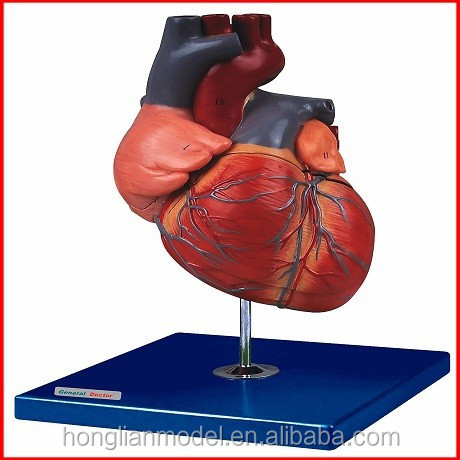 Adult Human Heart 13