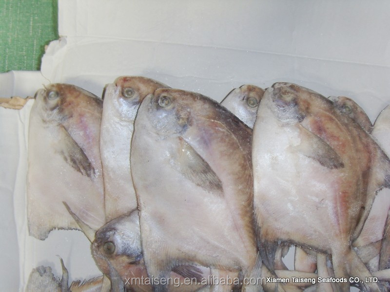 white pomfret (3).jpg