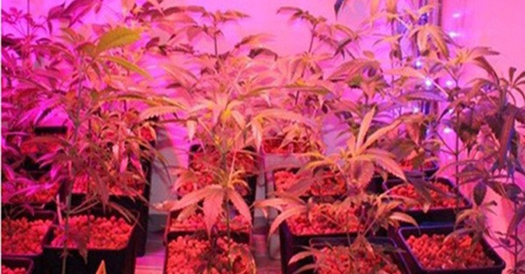 Led成長ライトパネル、屋内led植物成長ライト用の花や野菜仕入れ・メーカー・工場