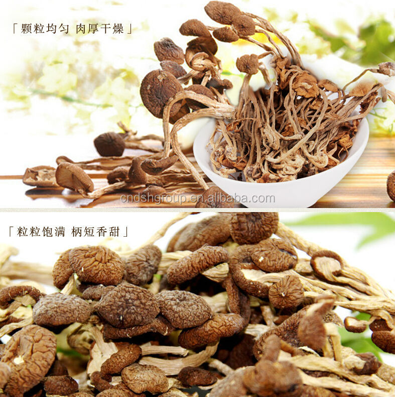 Tea Tree Mushroom P.E. Polysaccharide10%-50%