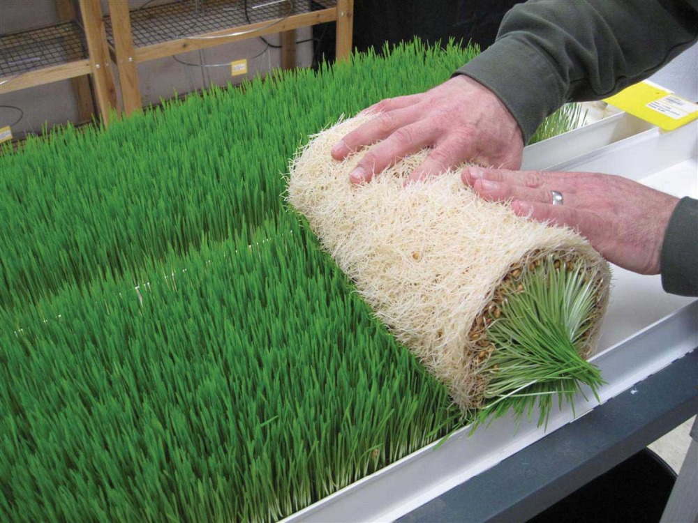 barley-hydroponics-fodder-buy-barley-hydroponics-fodder-barley-fodder