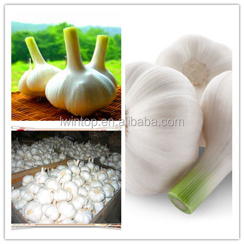 wholesale garlic price export to USA