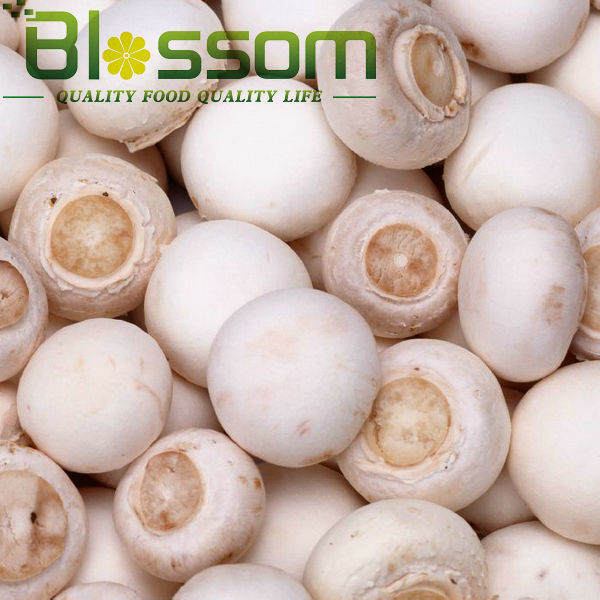 Top quality Frozen champignon mushroom cut natural names all mushrooms