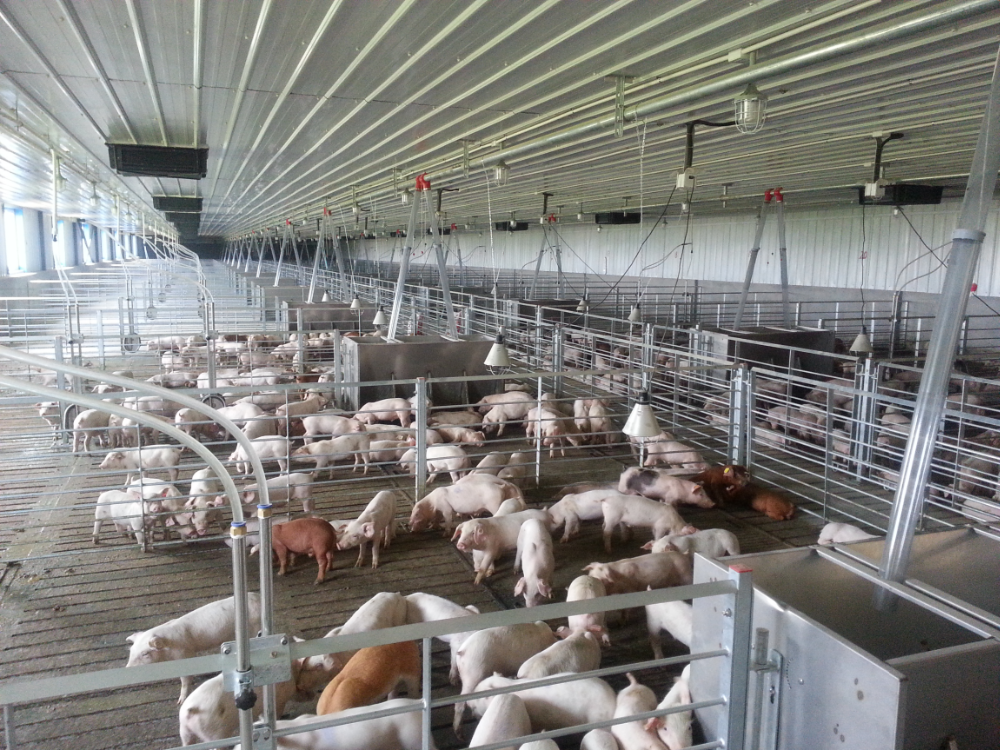 Steel Structure Modern Pig Farm Piggery Sheds Buy Piggery Sheds,Steel