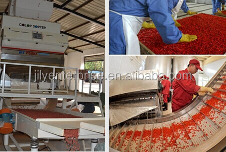 Goji berries dried fruit conventional goji berries/ organic goji berry/fresh goji berries