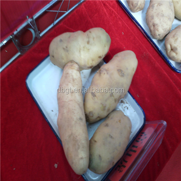 shaanxi new potato product in the market