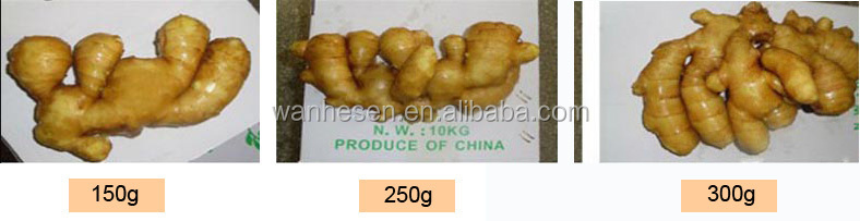 2014 High Quality New Crop Fresh ginger export For UK,CANADA,USA and EU Market 1kg fresh ginger pric
