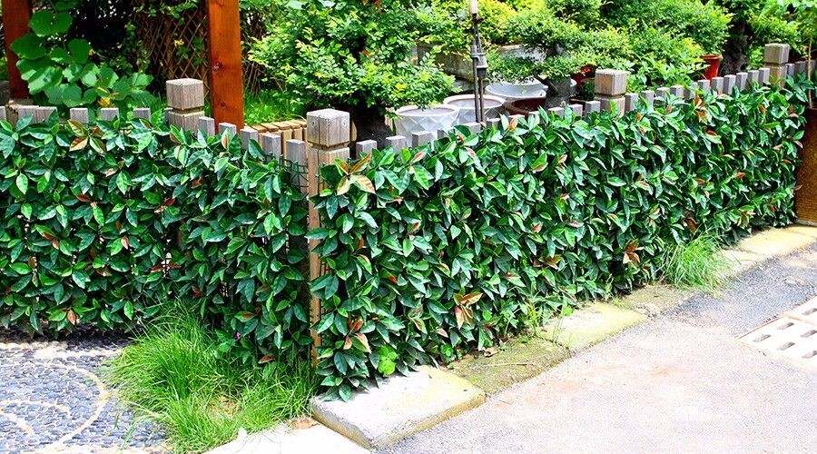 Cina più poco costoso artificiale parete verde, verde artificiale ... Giardino verticale artificiale