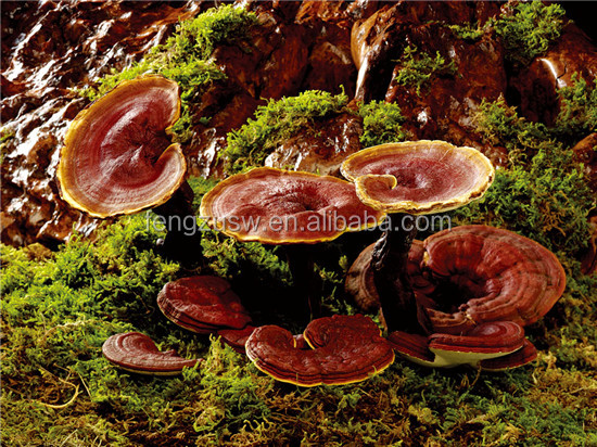 Raw material ganoderma powder