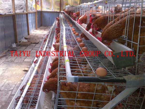 chicken cage types of layer houses