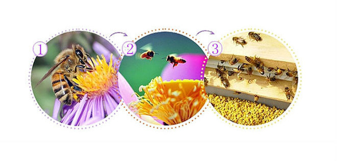 Multi Flower Bee Pollen